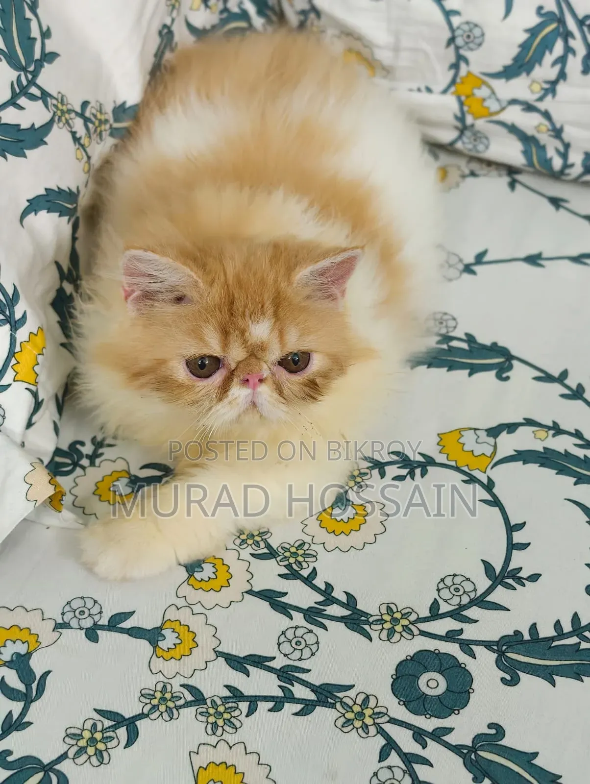 1-3 months Female Purebred Exotic