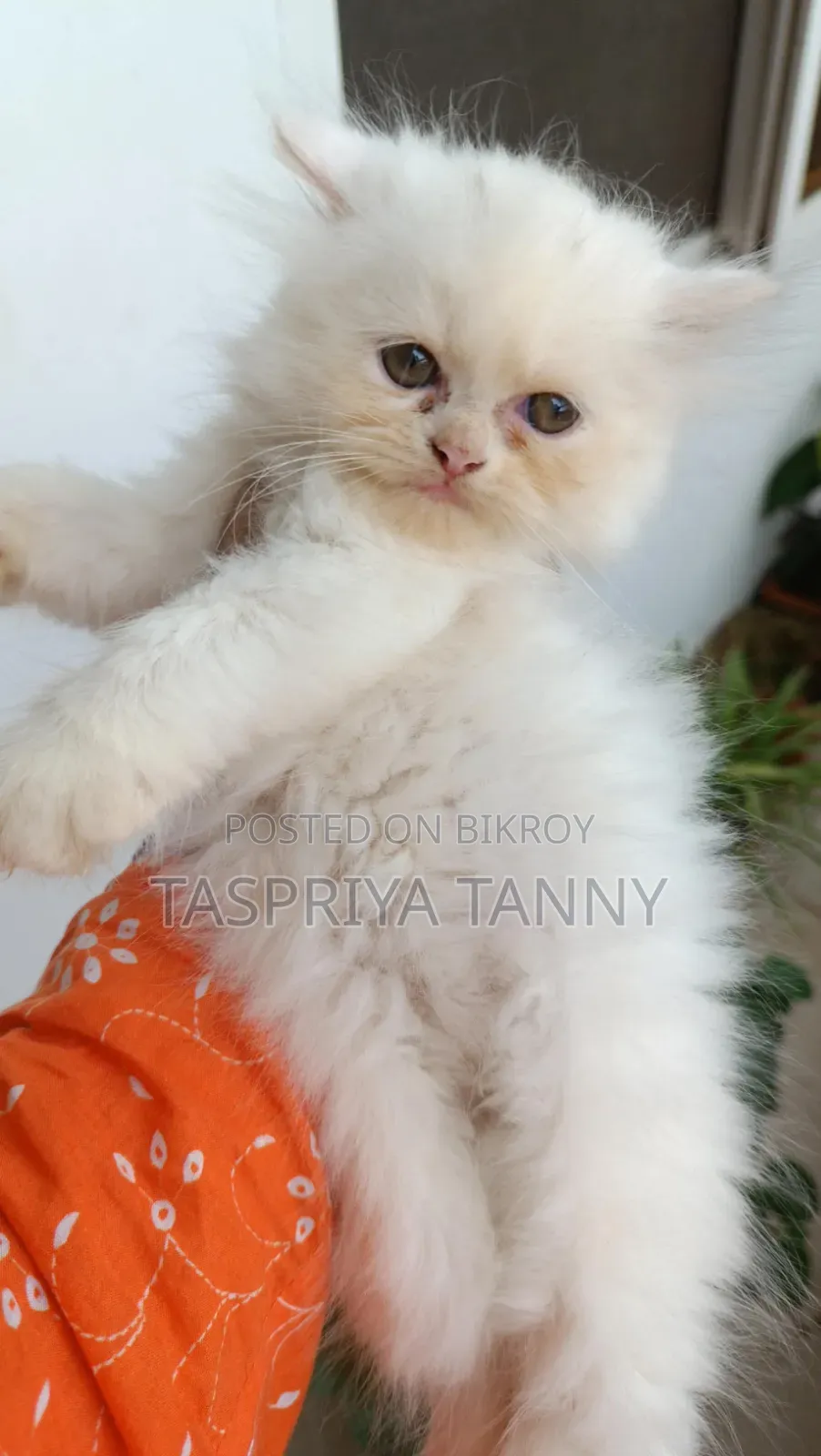 1-3 months Female Purebred Persian