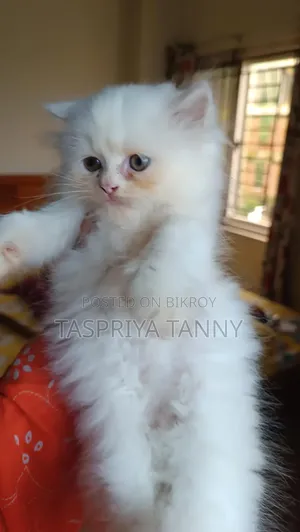 1-3 months Female Purebred Persian