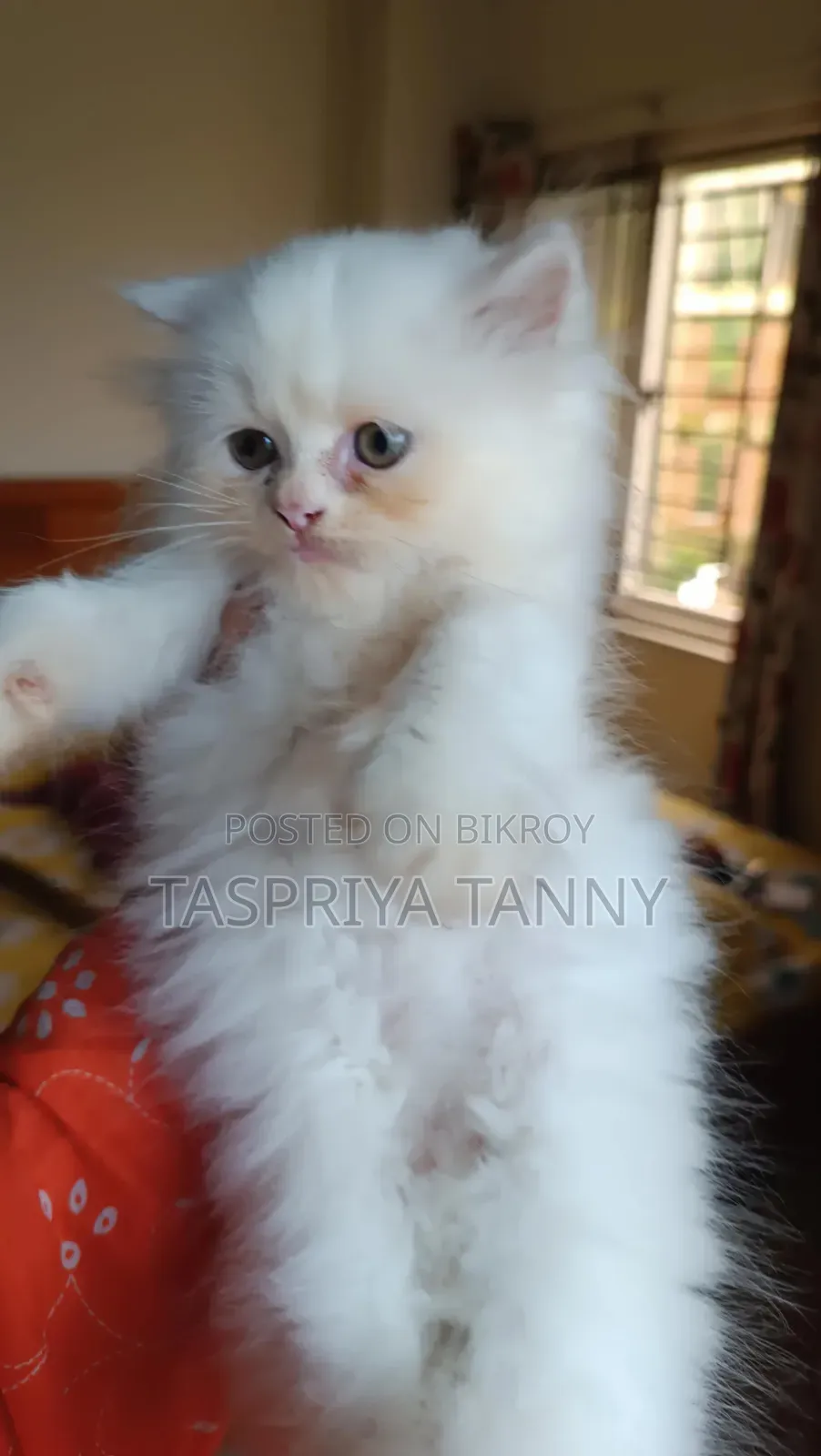 1-3 months Female Purebred Persian