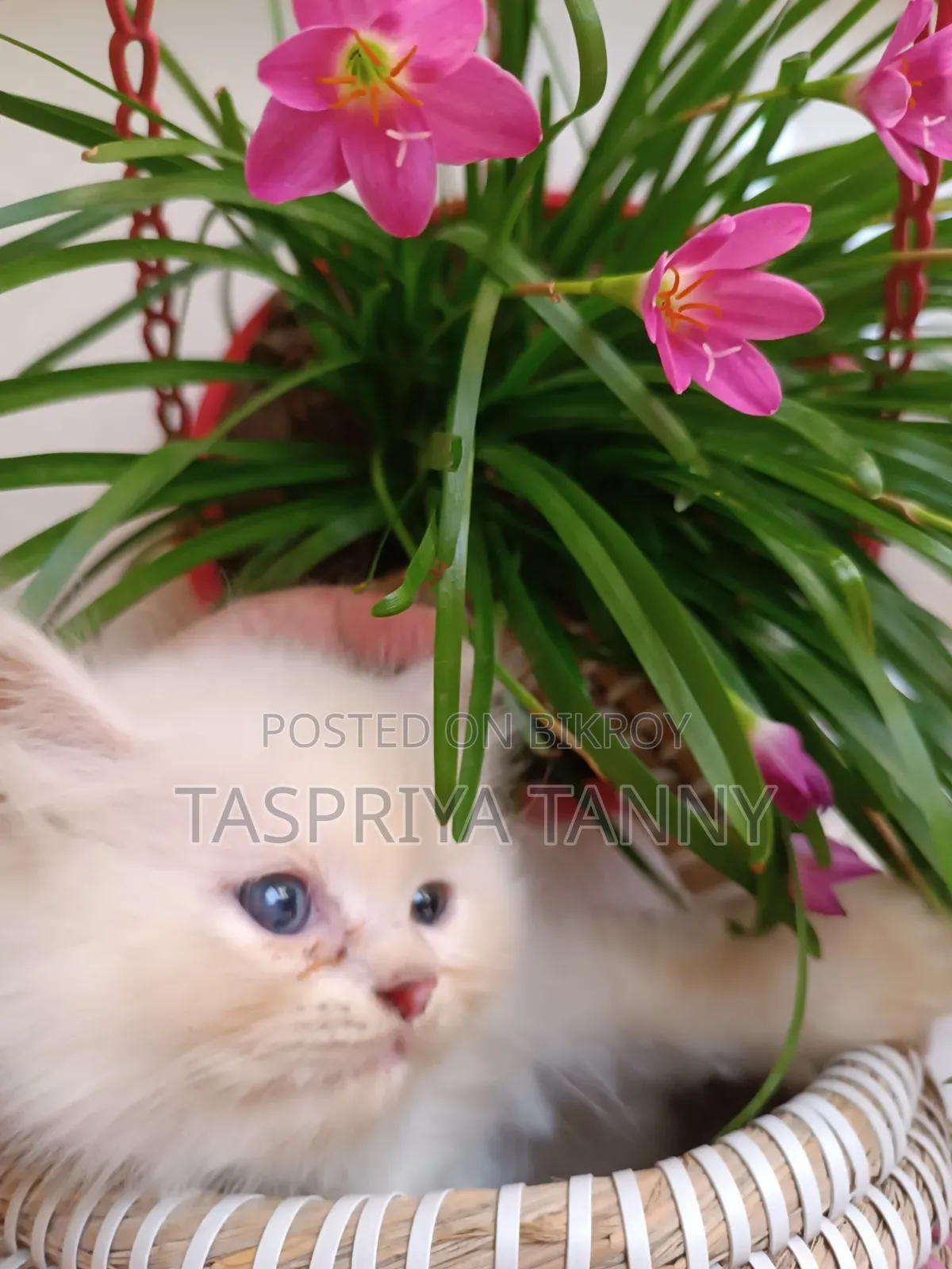 1-3 months Female Purebred Persian