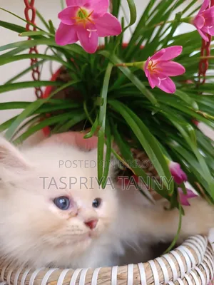1-3 months Female Purebred Persian