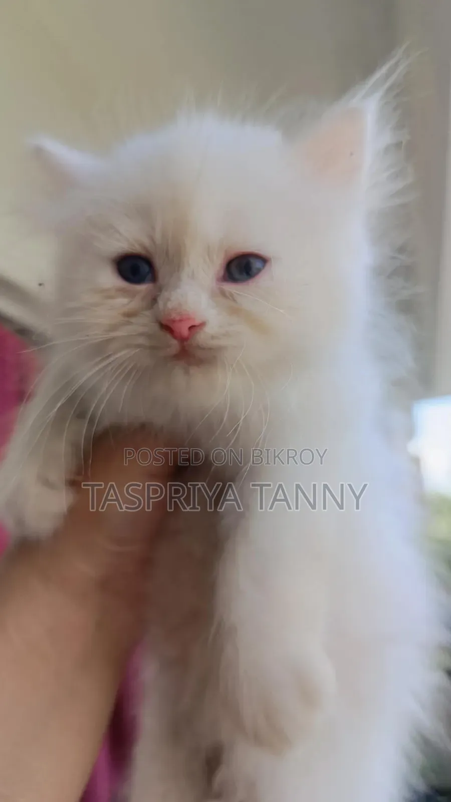 1-3 months Female Purebred Persian