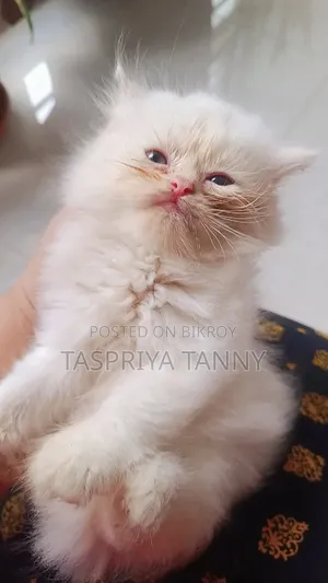 1-3 months Female Purebred Persian