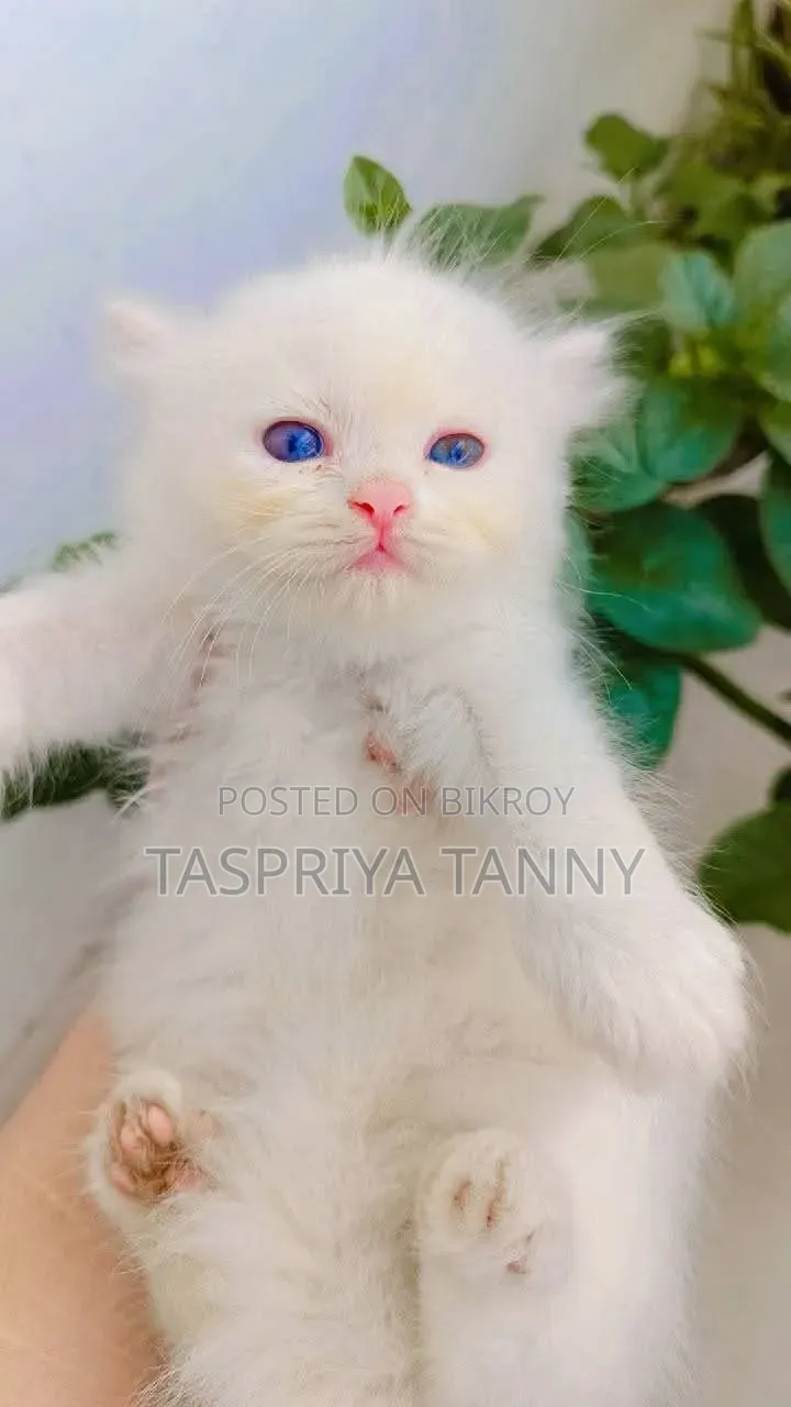 1-3 months Female Purebred Persian