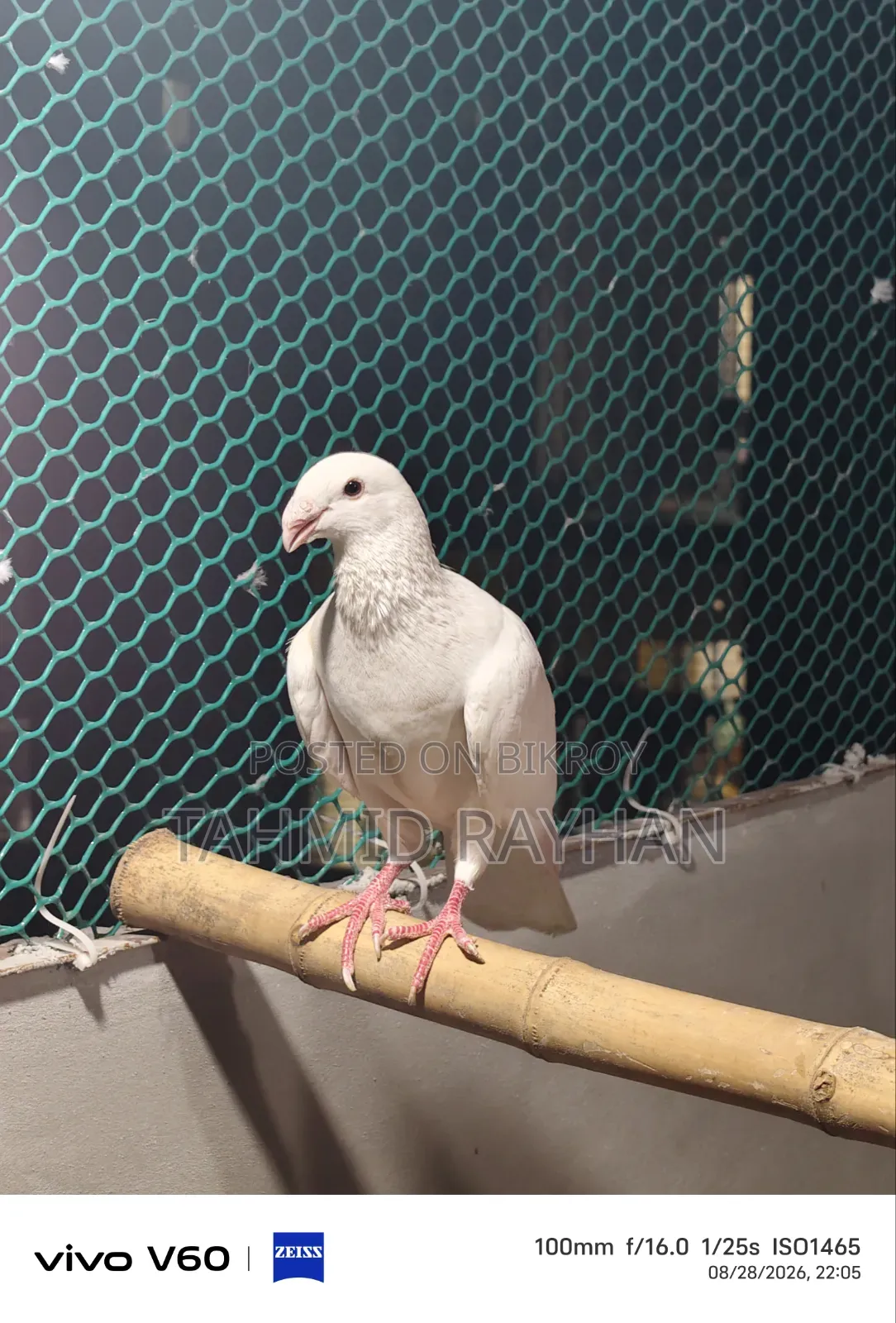 Pigeon Sell Post