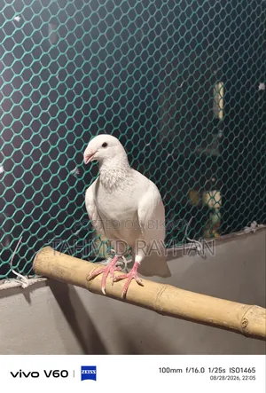Pigeon Sell Post