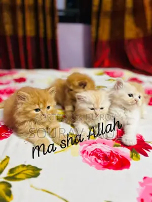 1-3 months Female Purebred Persian