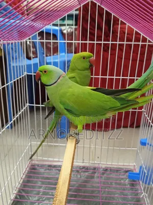 Parrot Sell Korbo