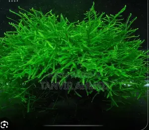 Java Moss Aquarium Plant