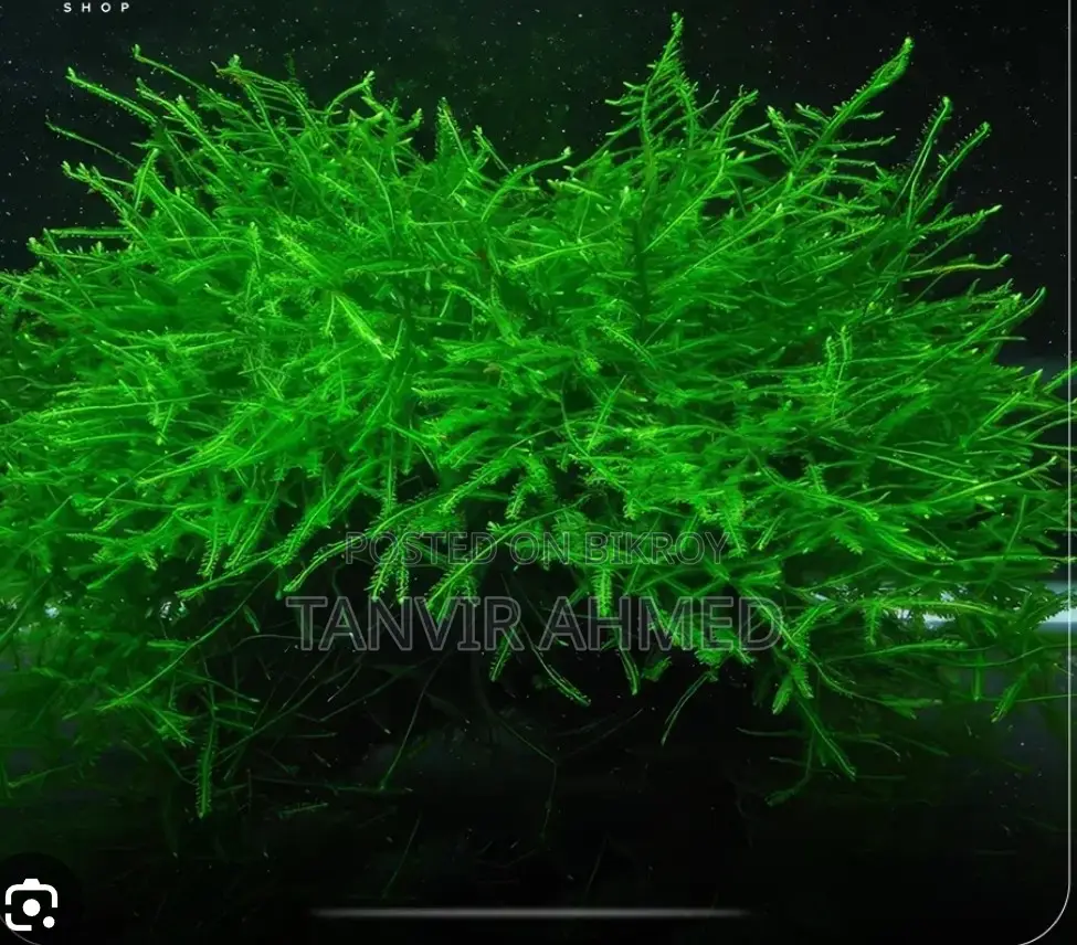 Java Moss Aquarium Plant