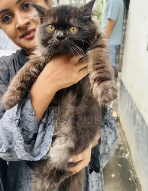 3-6 months Male Purebred Persian