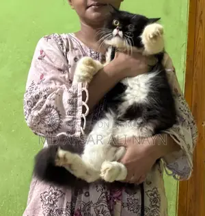 3-6 months Male Purebred Persian