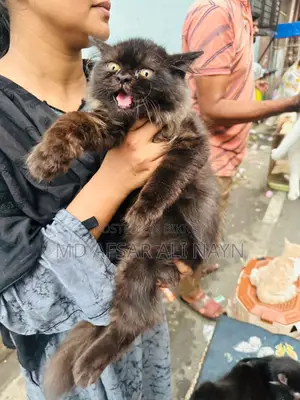 3-6 months Male Purebred Persian