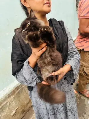 3-6 months Male Purebred Persian
