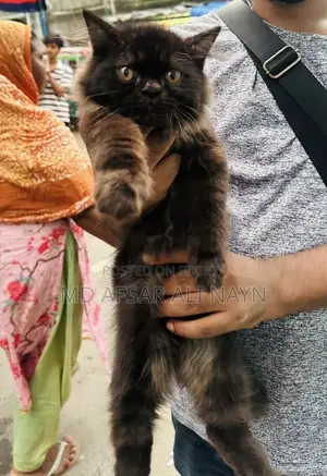 3-6 months Male Purebred Persian