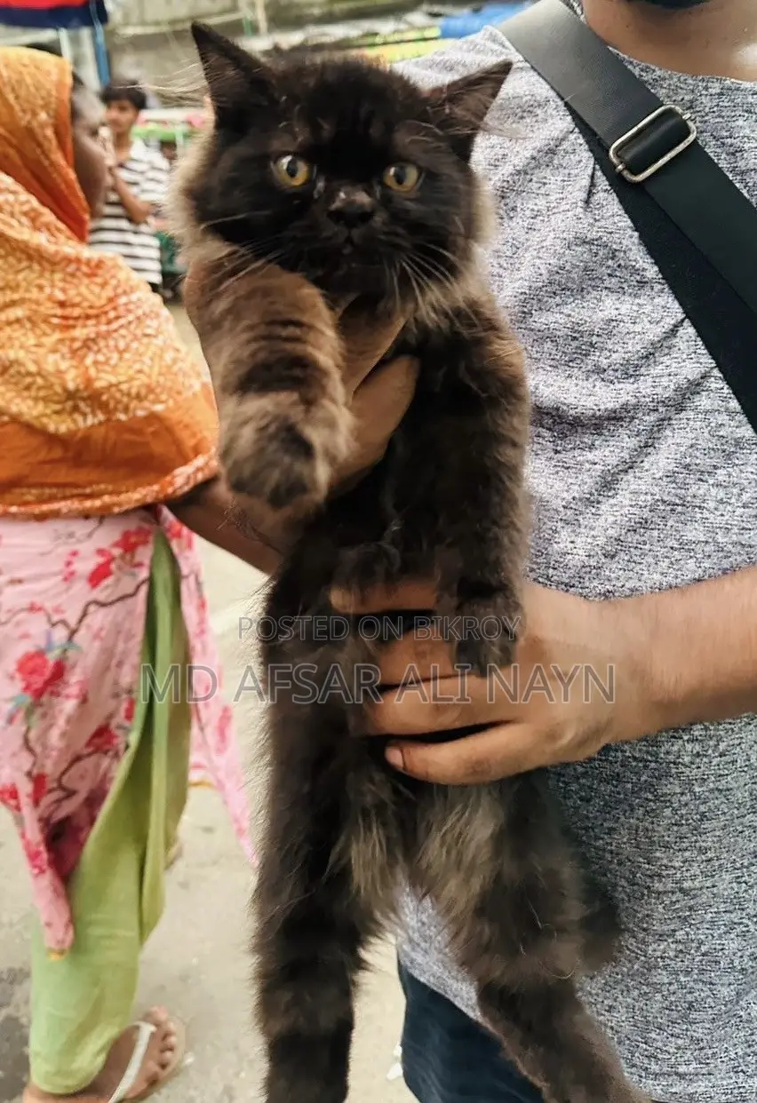 3-6 months Male Purebred Persian