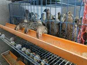Quail Bird