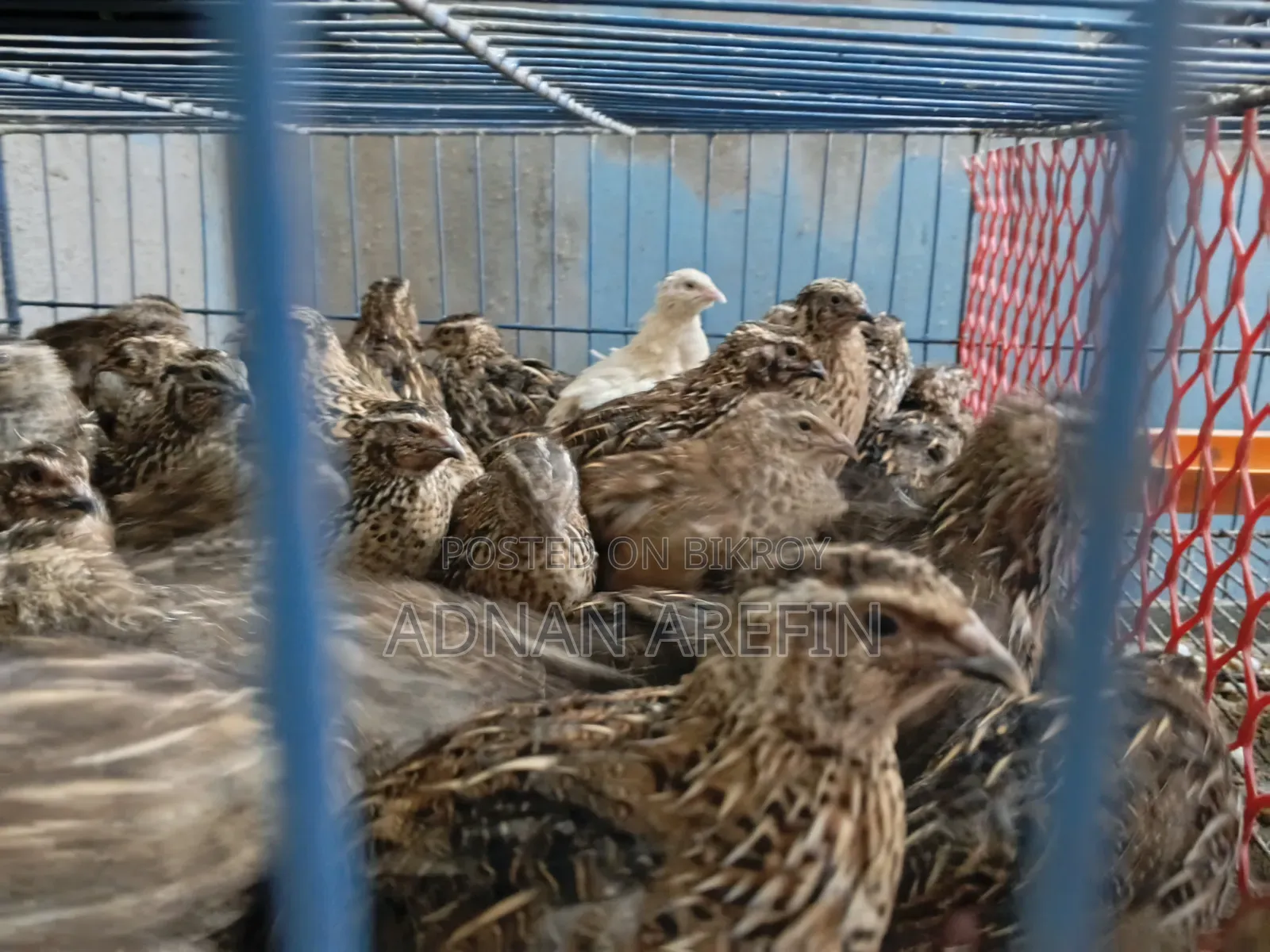 Quail Bird