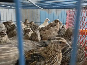 Quail Bird