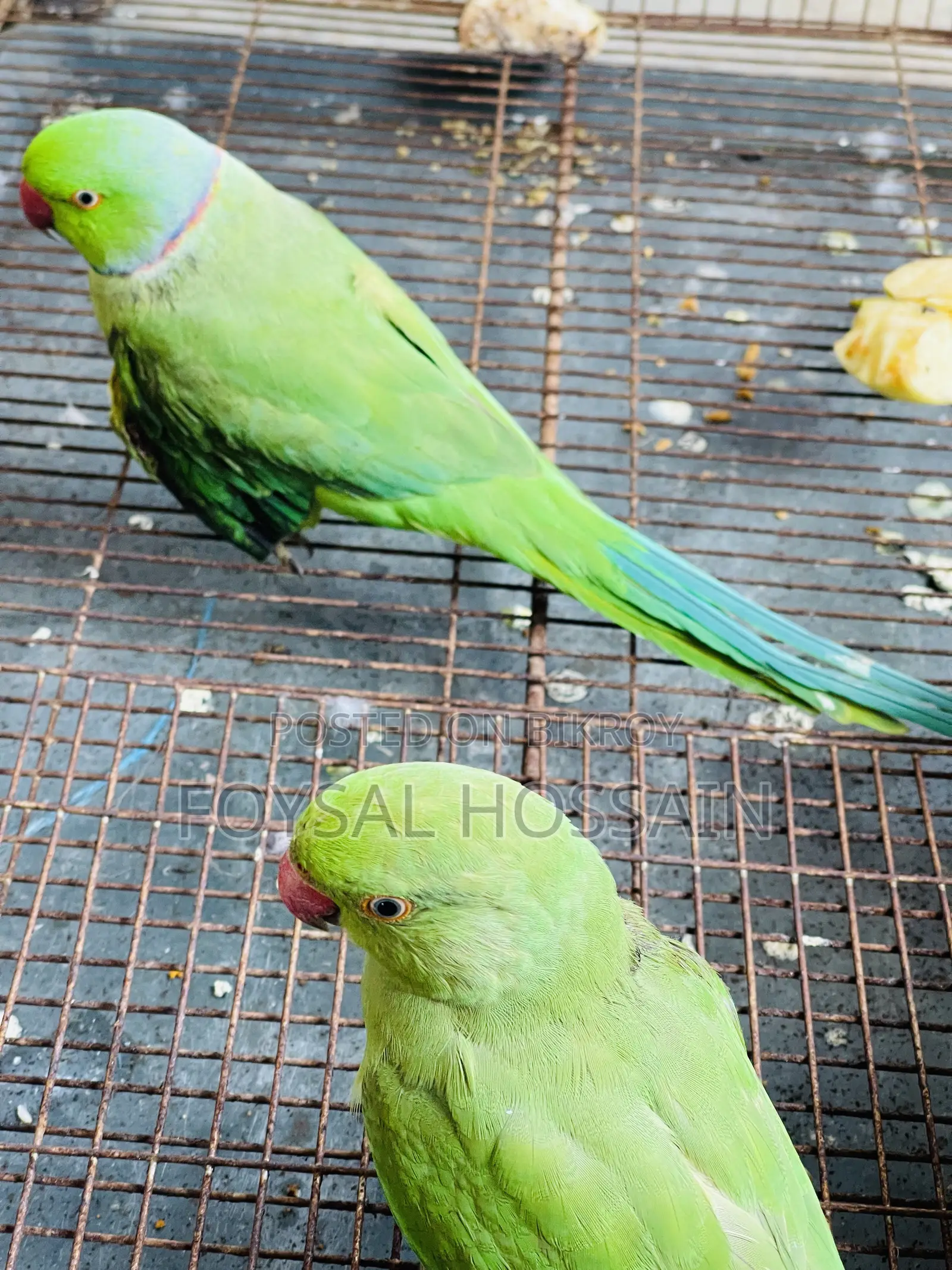 ২টি দেশি টিয়া পাখি বিক্রি হবে