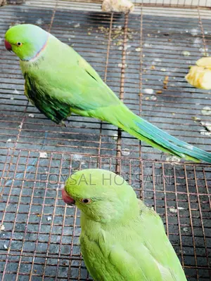 ২টি দেশি টিয়া পাখি বিক্রি হবে
