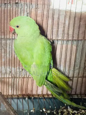২টি দেশি টিয়া পাখি বিক্রি হবে