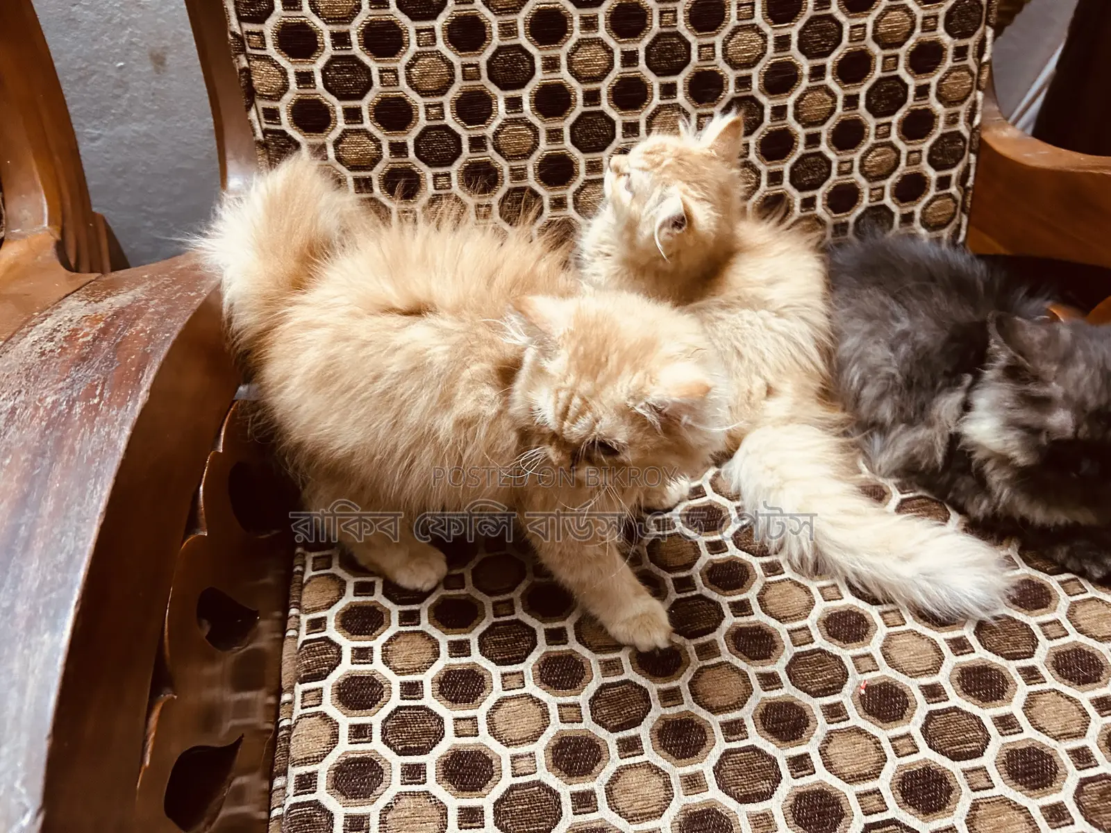 1-3 months Female Purebred Persian