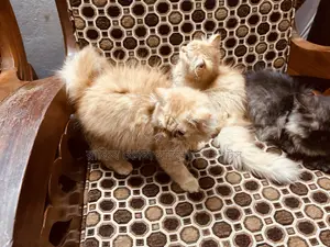 1-3 months Female Purebred Persian