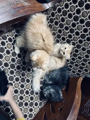 1-3 months Female Purebred Persian