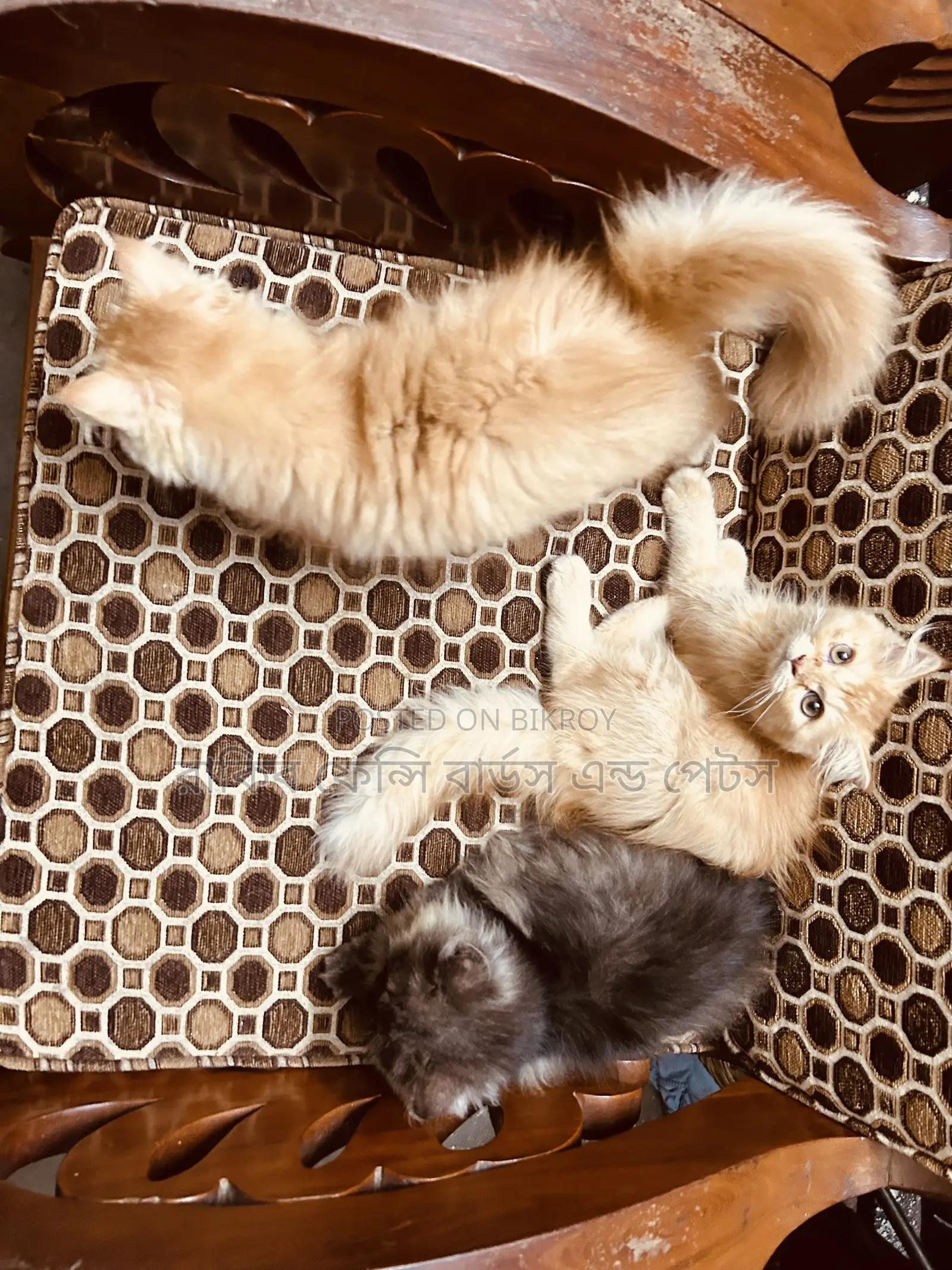 1-3 months Female Purebred Persian