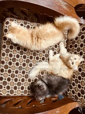 1-3 months Female Purebred Persian