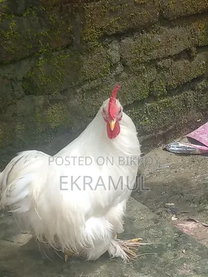 কোচিং মুরগা