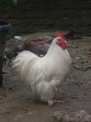 কোচিং মুরগা