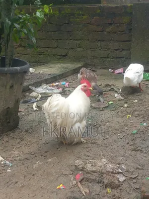 কোচিং মুরগা