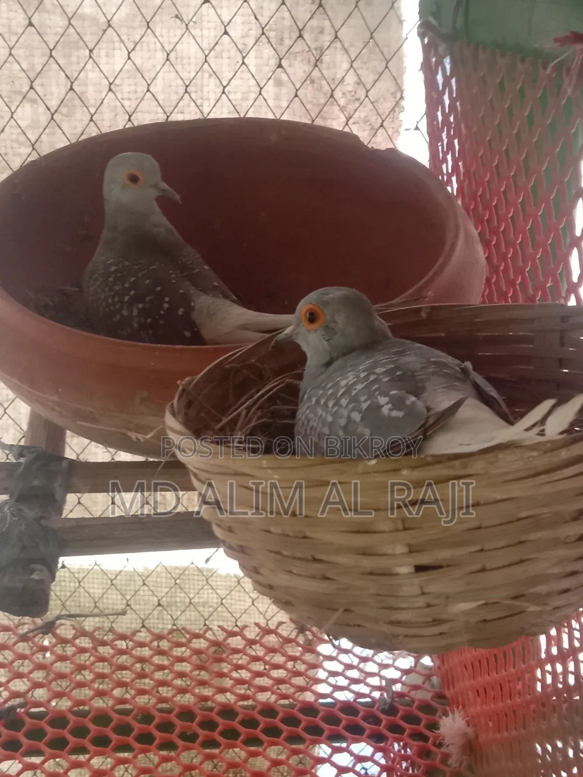 ডাইমন্ড ডাব রানিং পেয়ার