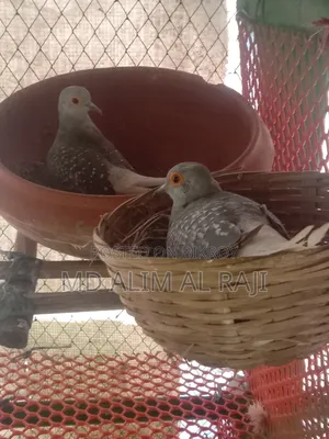 ডাইমন্ড ডাব রানিং পেয়ার