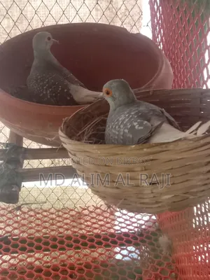 ডাইমন্ড ডাব রানিং পেয়ার