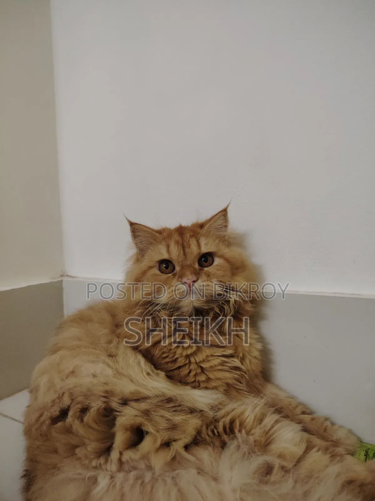 6-12 months Female Purebred Persian
