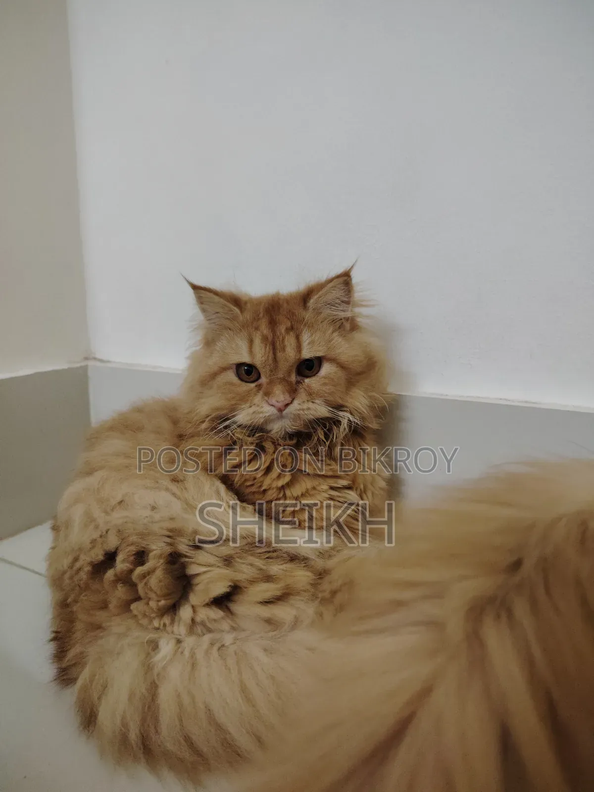 6-12 months Female Purebred Persian