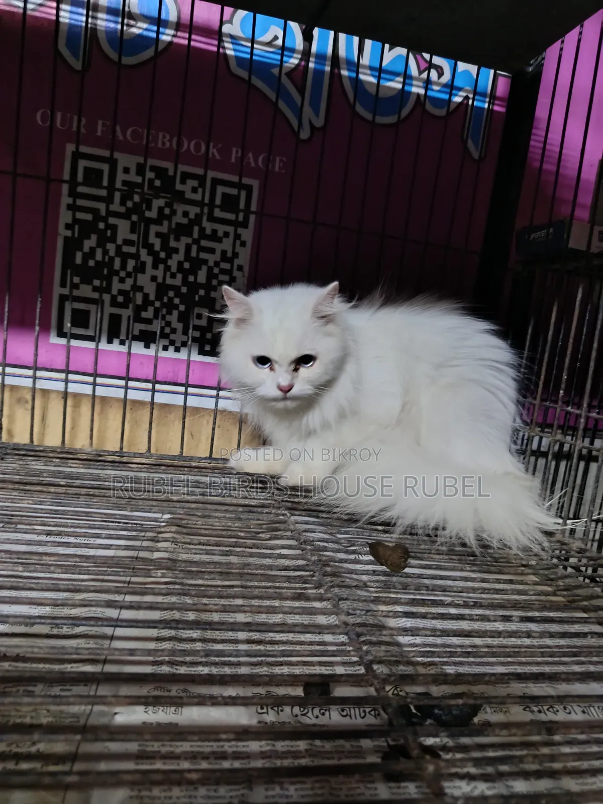 1-3 months Male Purebred Persian