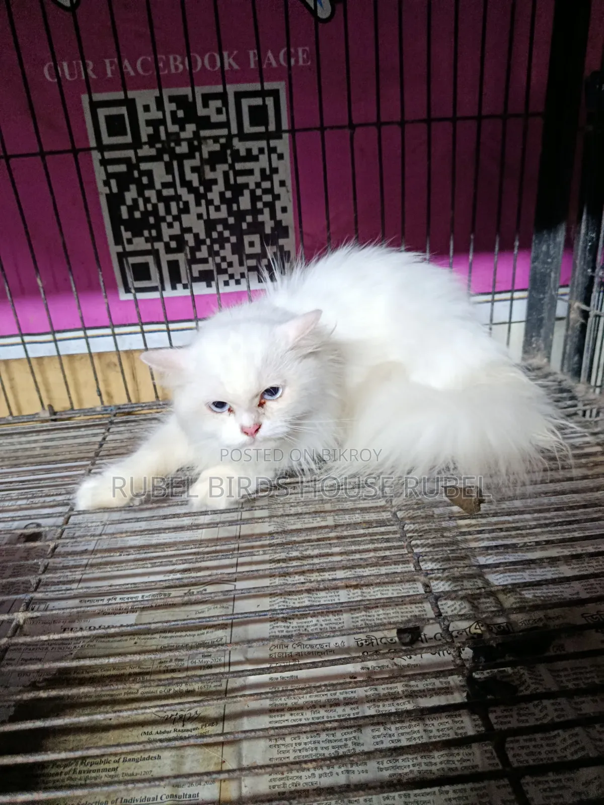 1-3 months Male Purebred Persian