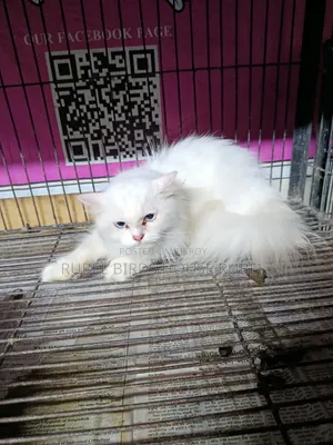 1-3 months Male Purebred Persian