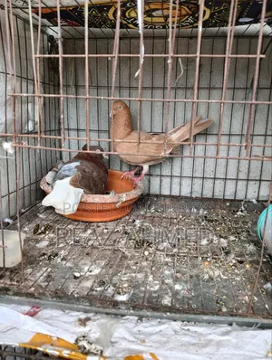 পাঁচ জোড়া কবুতর বিক্রি হবে কাঁচা শহর