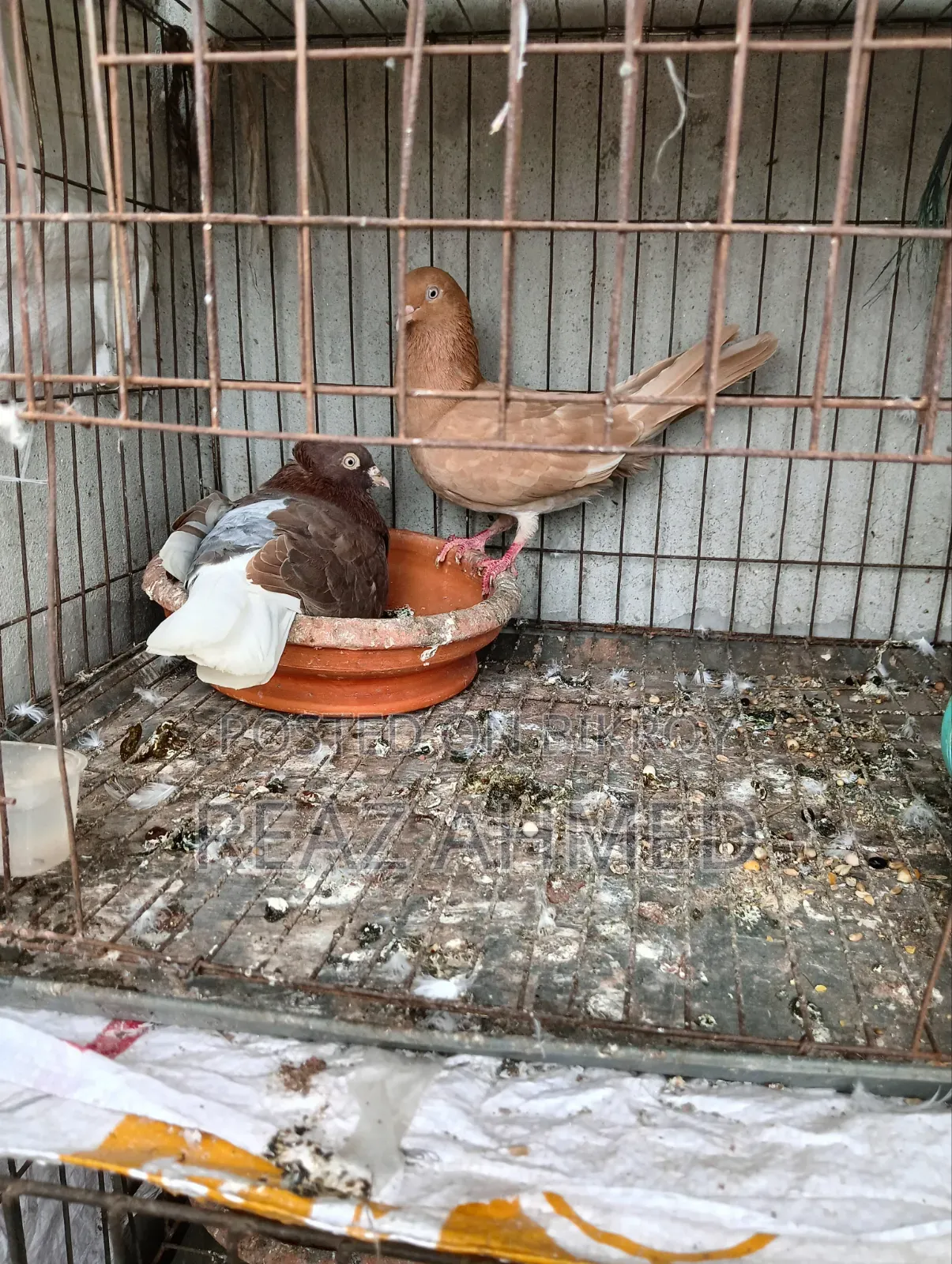 পাঁচ জোড়া কবুতর বিক্রি হবে কাঁচা শহর