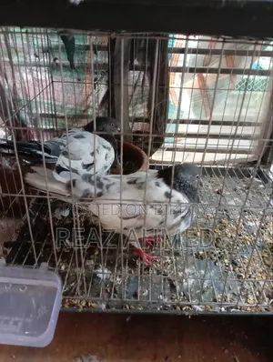 পাঁচ জোড়া কবুতর বিক্রি হবে কাঁচা শহর