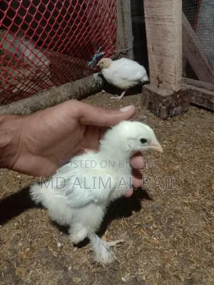 ব্রাহমা মুরগির বাচ্চা সেল হবে