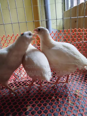 জায়েন্ট কটনিস কোয়েল