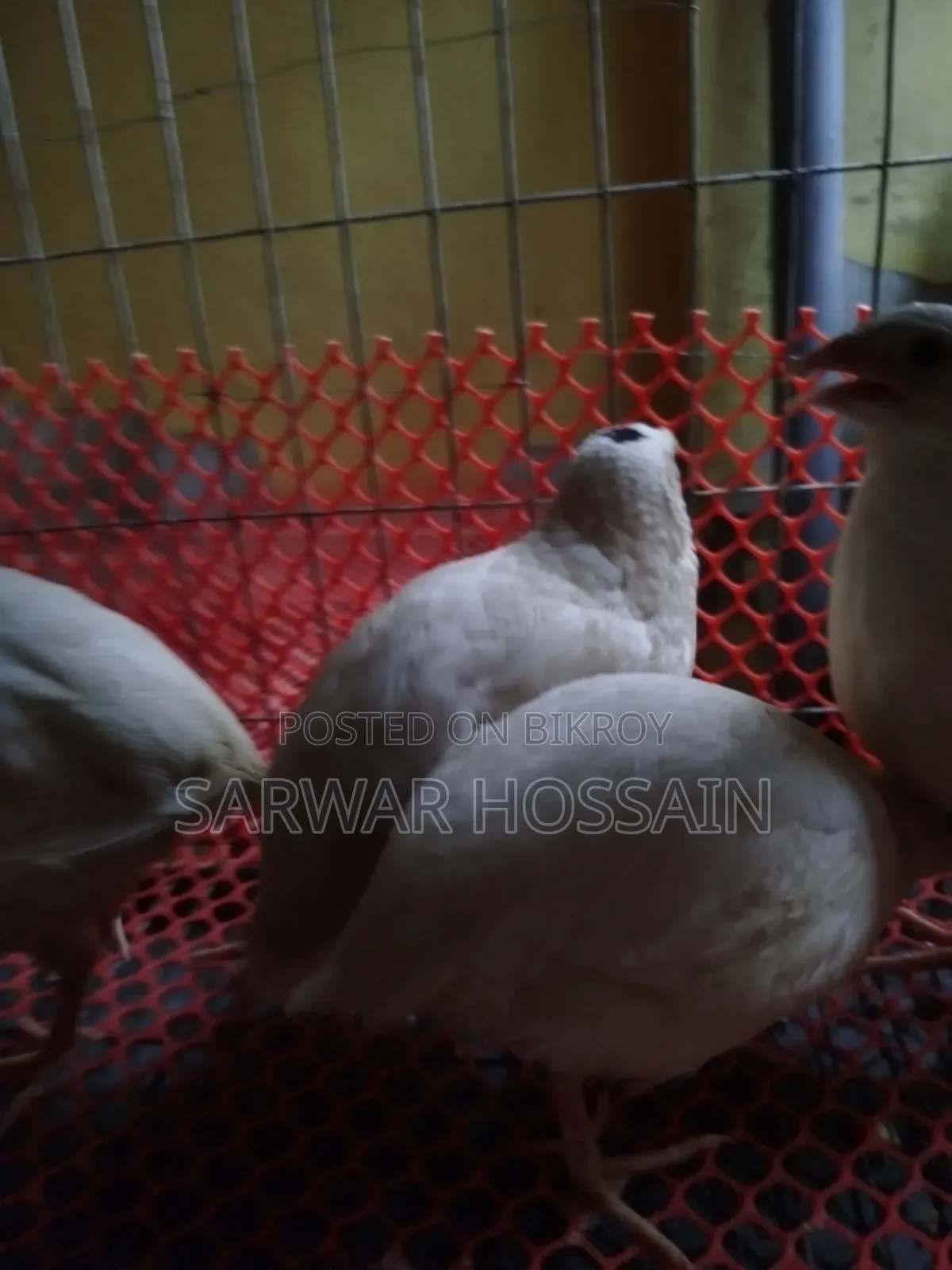 জায়েন্ট কটনিস কোয়েল