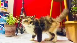 1+ year Female Purebred Persian